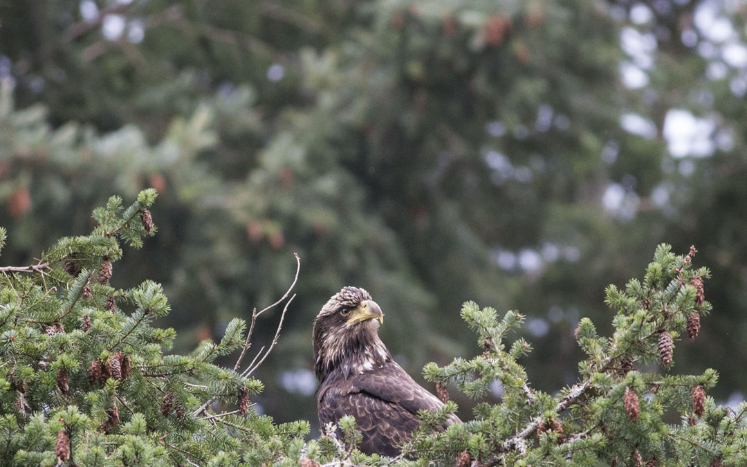 Backyard visitor