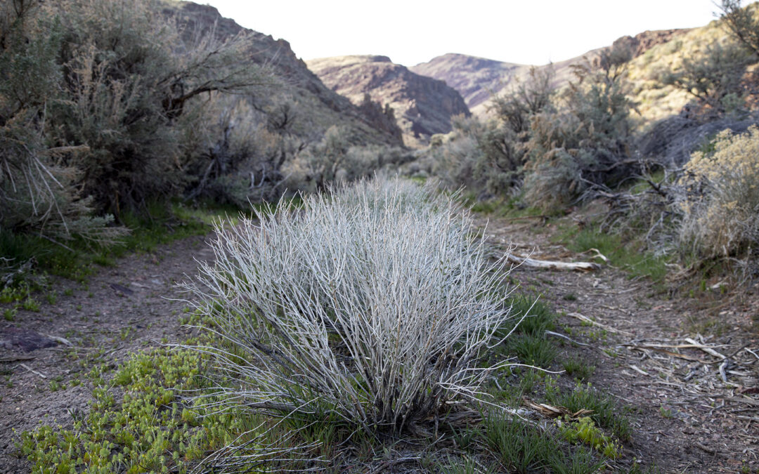 How destroying the land became “green”