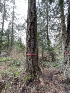 Doug Fir, Silas