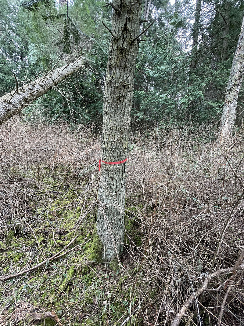 Grand Fir, Jimi