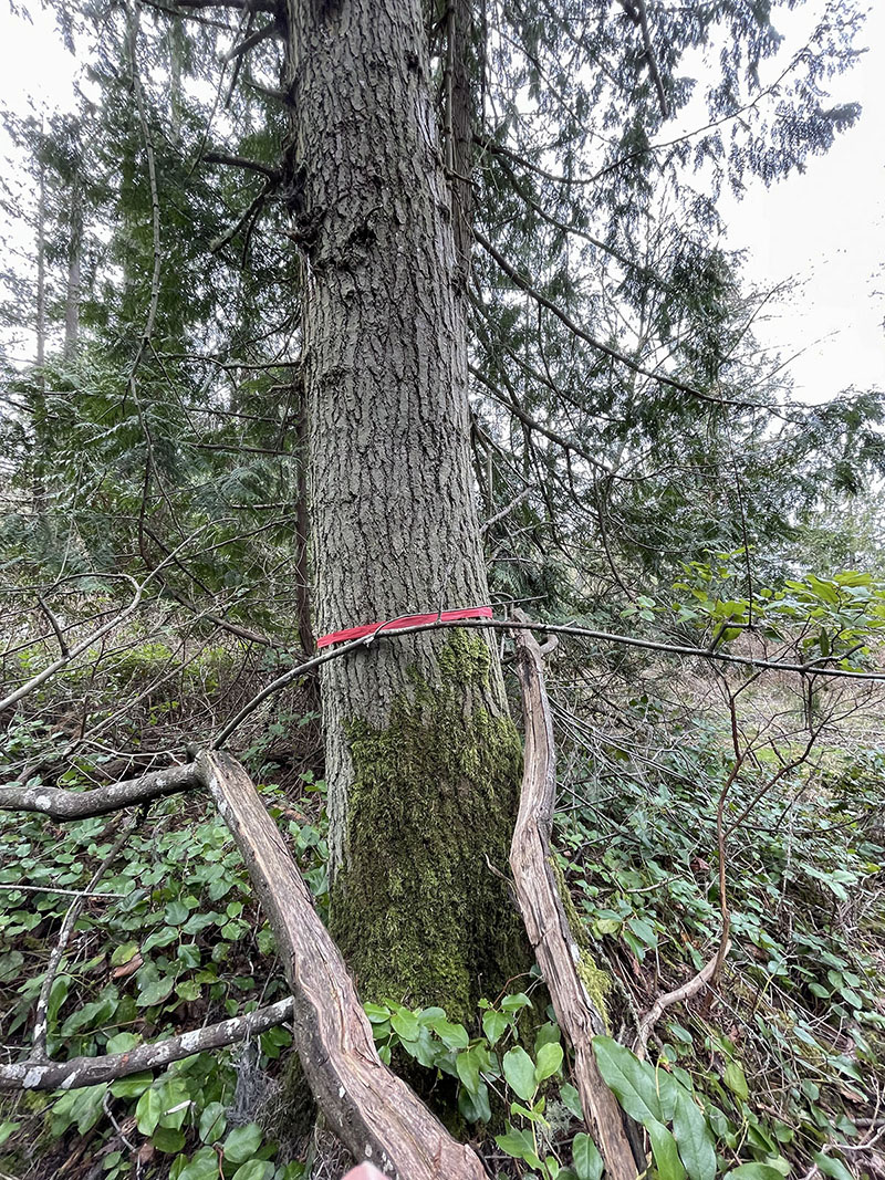 Hemlock, Solomon